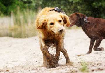 Hundebetreuung Friedrichshain 1